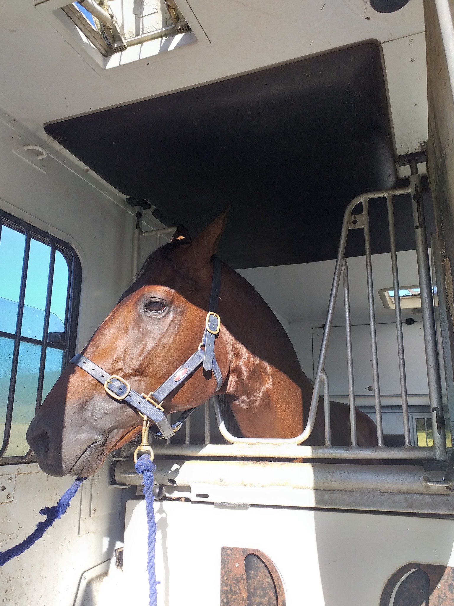 DIABLO DU NOYER avant la course du Prix Pythia à Laval